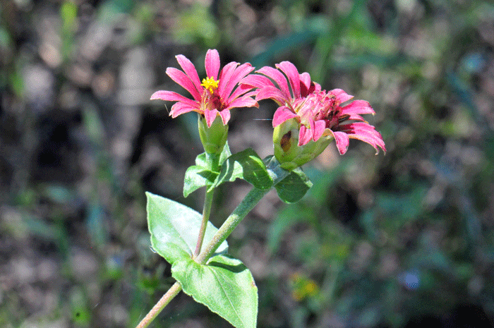 Peruvian Zinnia is an annual species that responds well to summer rainfall; it is also called Wild Zinnia; (Spanish: Indita, Zinia). Zinnia peruviana